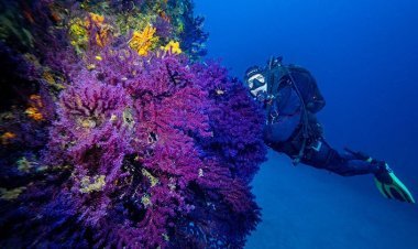 Türkiyənin Turizm Mərkəzlərindən olan Ayvalık Mahalının sualtı zənginliyi nümayiş etdirilib