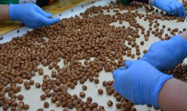 Fındıq istehsalçıları ilə görüş keçirilib