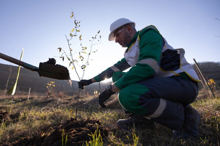 “AzerGold” QSC tərəfindən “Zəfər Günü” münasibətilə Göygöl və Daşkəsən rayonlarında ağacəkmə aksiyaları təşkil edilib